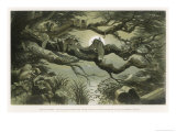 Fairies Asleep in the Moonlight