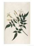 Common Jasmine
