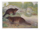 Ornithorhynchus Anatinus Duck-Billed Platypus