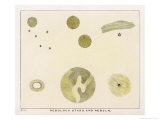 Diagram Showing Various Nebulous Stars and Nebulae