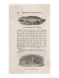 Ornithorhynchus Anatinus at the Time Bewick Engraved This the Animal Had Not Been Named