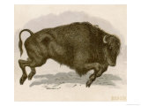 Bison Bison American Bison or Buffalo Depicted in the Act of Charging