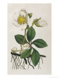 Black Hellebore or Christmas Rose Used to Cure Mental Afflictions Since 1400 Bc