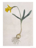 Lesser Daffodil One of Many Species