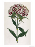 Sweet William or Bearded Pink