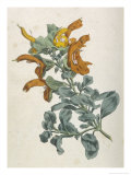 Or Salvia Aurea Golden Sage or Sandsalie