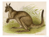 An Engraving of a Kangaroo
