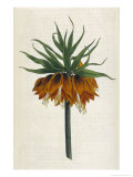 Crown Imperial