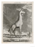 Giraffe 18th Century