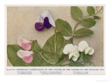 Gregor Johann Mendel Austrian Botanist