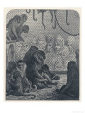 Forlorn Group of Monkeys Gaze out of Their Cage