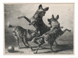 Three Jackals Playing Together