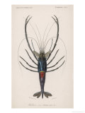 Ornamental Shrimp