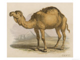 Camel with the Pyramids and Sphinx in the Background