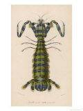 Mantis Shrimp