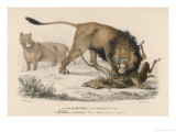 Lions Kill a Deer