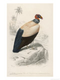 King Vulture