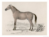 Arabian Horse