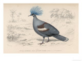 Crowned Pidgeon