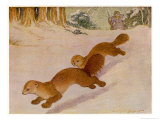 Sable Being Hunted for Their Valuable Fur