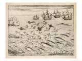Variety of Fish Flying Fish Whales and Seals Seen by Ships En Route to India