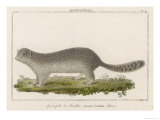 Franklin's Ground Squirrel
