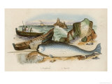 Narwhal