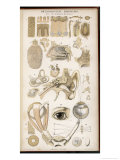 Various Diagrans of the Organs of the Senses