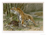 Tiger and Its Freshly Killed Prey a Deer in This Case