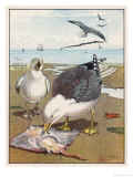Common Gulls on a Beach