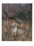 Pheasant Shooting  Old Style