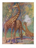 Three Giraffes