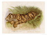 Bengal Tiger Resting