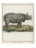 Fine Early Engraving of an African Rhinoceros