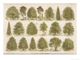Chart of British Forest Trees