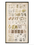Microscopic Structure of the Texture of Various Parts of the Body