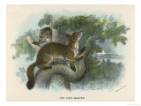 Two Pine-Martens in a Tree