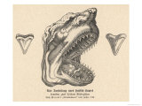 The Jaw of a Shark Showing Its Teeth