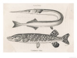 Gar Pike and Common Pike