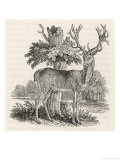 The Stag or Red-Deer (Cervus Elephas) This is the Most Beautiful Animal of the Deer Kind