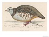 Barbary Partridge