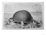Gigantic Forerunner of the Armadillo from the Pleistocene Period in South America