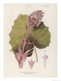 Butterbur