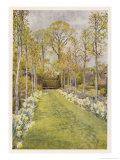 Looking Down a Grass Path with a Bed of Daffodils and Trees on Either Side