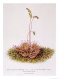 Round-Leaved Sun-Dew on Sphagnum Moss