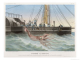 Calmar de Bouyer Giant Squid Caught by the French Vessel "Alecto" off Tenerife Canary Islands