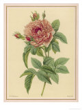 Pink Rose