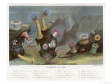 An Assortment of Sea Anemones
