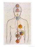 The Seven Chakras and the Streams of Vitality