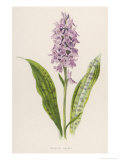 Spotted Orchis